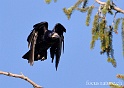 Corbeau 2924